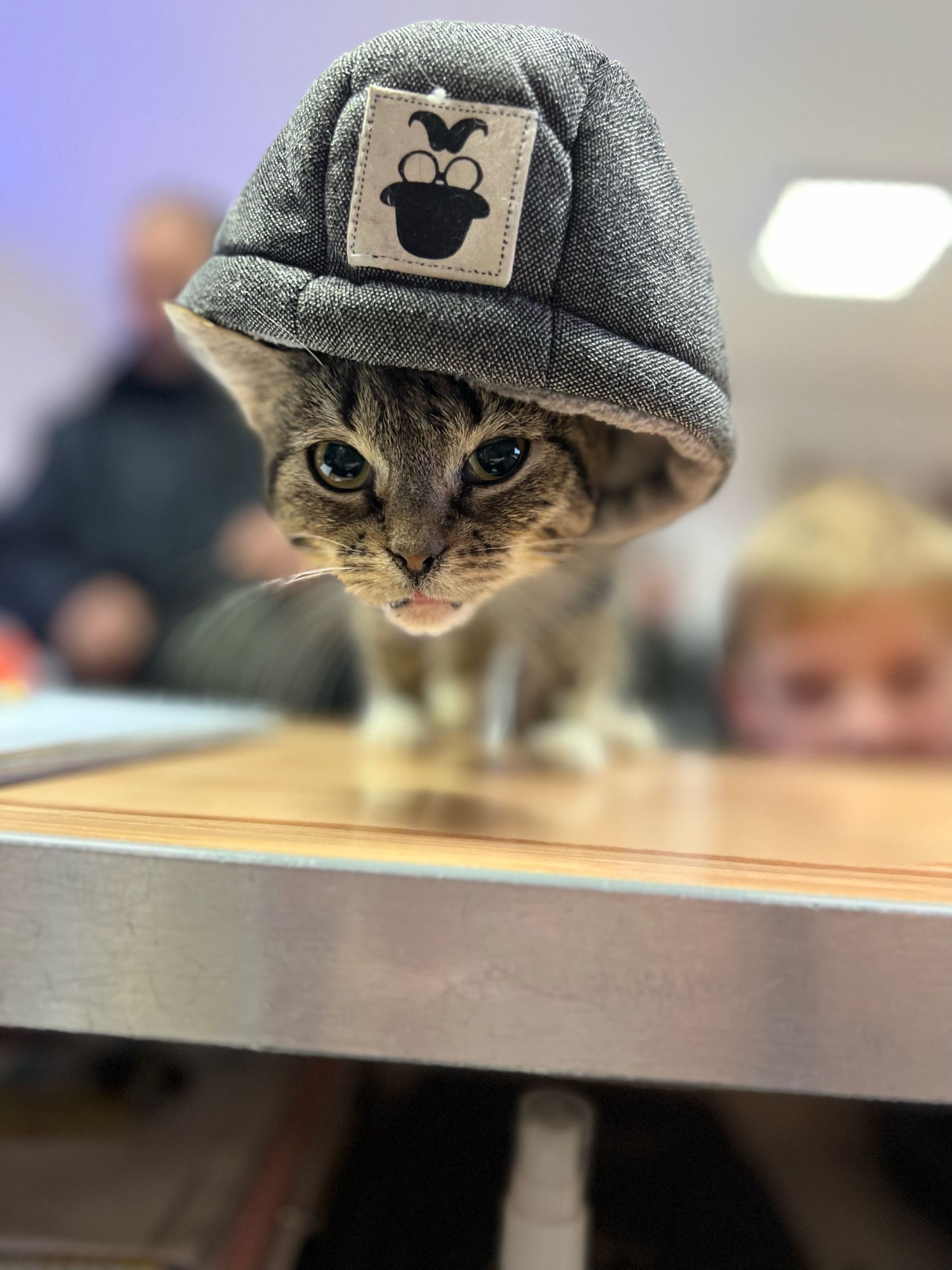 A kitten patient wearing a small cap, on the exam table