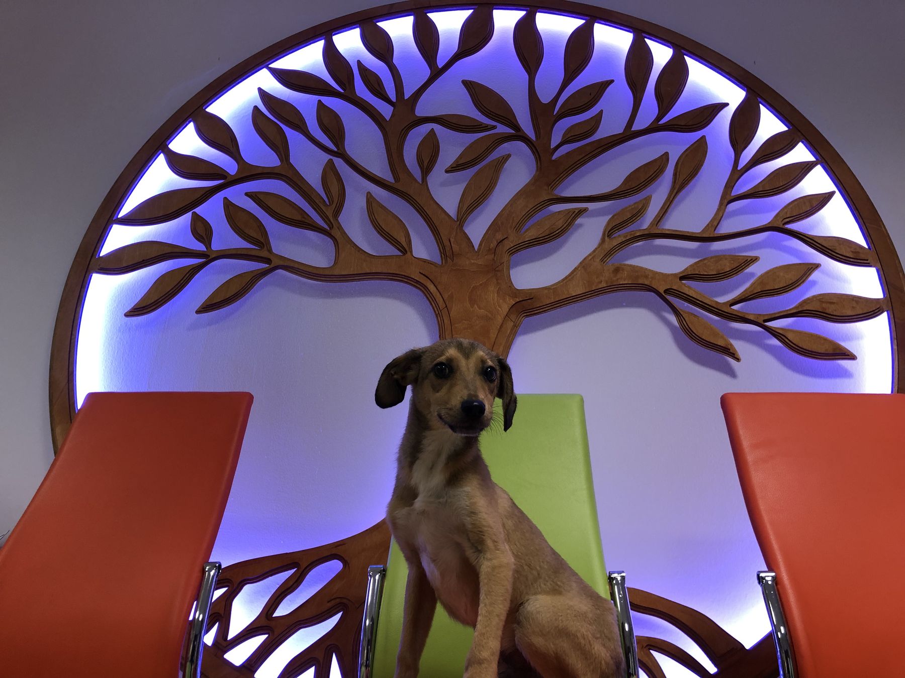 A young dog patient in the waiting room